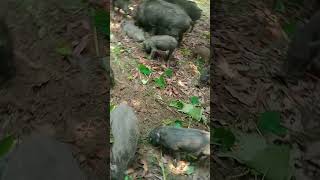 animal videoswild pigpigs animal farm farming pig wildlife [upl. by Malcolm617]