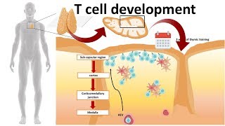 T cell development in the Thymus [upl. by Asiluj]