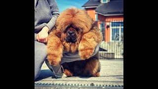 Tibetan mastiff Puppy Grooming [upl. by Drucilla]