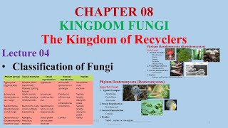 Classification of FungiZygomycetesAscomycetesBasidiomycetes Zygomycetes Divisions of Fungi [upl. by Schriever]