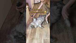 ЛАЙФХАК МАМЫКОШКИ ☺️🦭 котантоха чешу кота [upl. by Bucky40]