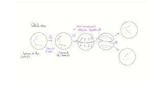 Les étapes simplifiées de la mitose [upl. by Glanti]