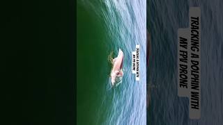 Manhattan beach CA 🐬 manhattanbeach california dolphin beach fpv [upl. by Hanson]