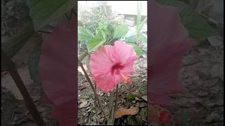 Hibiscus Tea Health Benefits 🌸Garden Blooms 3 shorts hibiscustea [upl. by Enahpets438]