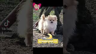 Spitz di Pomerania cuccioli Volpino tedesco Milano Crema Bergamo Lodi Piacenza [upl. by Eseekram]