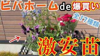 【激安】ビバホームでお花を爆買い 全17種類 フレンチラベンダーサフィニアミニバラデルフィニウムサンパラソルダリアジニアアンゲロニアエンジェルフェイスペンステモンアップルブロッサム [upl. by Seeto924]