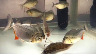 PIRANHA FEEDING Piranha vs Shrimp LIVE FEEDING [upl. by Oliy246]