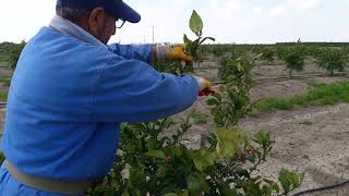 Limon Fidanı Budama  How To Prune Lemon Sapling [upl. by Balthasar]