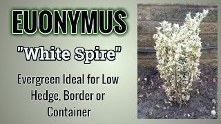 How To Grow Euonymus quotWhite Spirequot Advice You Need To Know [upl. by Reginauld]