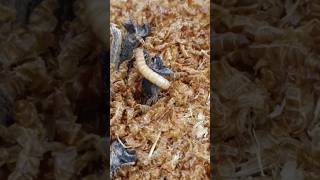 Mealworm Tenebrio Molitor larvae mealwormfarm mealworms supplement [upl. by Mcripley]