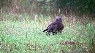 Buizerd speurt grond af aan mijn Trektelpost in het Prinsenpark Zaterdag 28 september 2024 [upl. by Haret441]