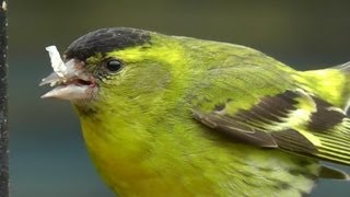 Siskin  Siskins Male and Female on My Bird Feeder [upl. by Bazluke829]