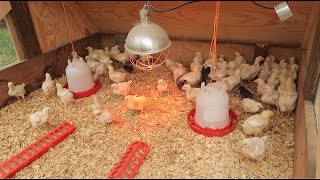 Dealing with brooder pneumonia [upl. by Walsh]