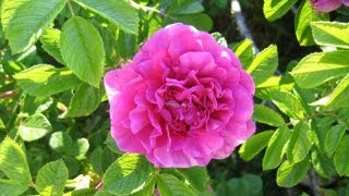 How To Grow Roses From Cuttings Fast and Easy [upl. by Lynda485]