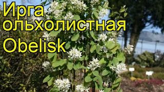 Ирга ольхолистная Обелиск Краткий обзор описание характеристик amelanchier alnifolia Obelisk [upl. by Nwahsyt]