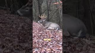 Does heat shut down the rut deer deerhunting [upl. by Alram]