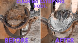 Cleaning Satisfying Hoof [upl. by Odnalor]