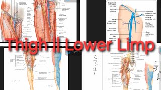 Femoral NerveArteryVein Profunda femoris Artery  Saphenous Nerve  Lower Limp [upl. by Sholley]