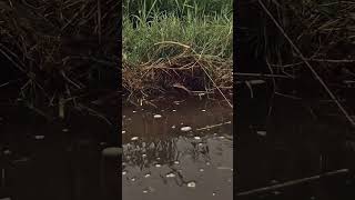 Fishing spots fishing mancing beach fishingspots fishingvideo strike shorts [upl. by Ortrude682]