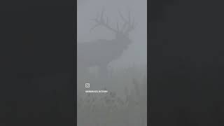 Bull Elk in the Mist elk elkhunting benezette elkhunt [upl. by Salisbarry]