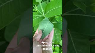 Apocynum cannabinum Hemp dogbane in Pennsylvania [upl. by Jenda]