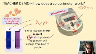 A level biology Biuret demo and protein structure [upl. by Miran]