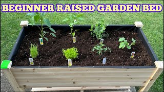 Beginners Guide to Raised Garden Beds  Veggie Gardening [upl. by Stich]