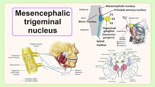 mesencephalic trigeminal nucleus [upl. by Ridglee]