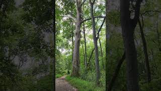 tallgrass nature thefrugallifewithmercedes naturewalk trees shrubs ivy moss walkinthewoods [upl. by Lewert]