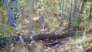 Badger and Coyote Seen Strolling Together in California Forest [upl. by Airamat]