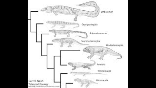 Common Ancestry Pt 2 [upl. by Nahgiem]