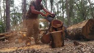 Quick run ported Farmertec G366 chainsaw vs green iron bark Aussie hardwood [upl. by Quitt968]