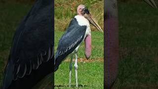 Marabou Storks Guardians of Ecosystem Cleanliness animals birds shorts [upl. by Mcnully]