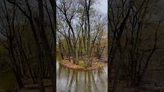 nature forest skokie usa fall autumn [upl. by Jueta]