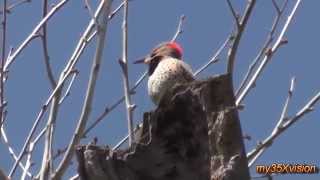 Northern Flicker Calling and Drumming  in HD [upl. by Nilyak]