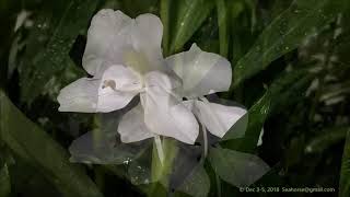 White Ginger Lily Hedychium coronarium  Timelapse  Dec 35 2018 [upl. by Chiquita]