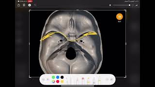 General Anatomy  Orbital cavity [upl. by Chretien]