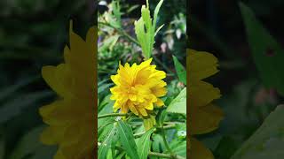 Kerria japonica🇯🇵 kerria japonica japanische flowers flower yellow green [upl. by Lorenzo]