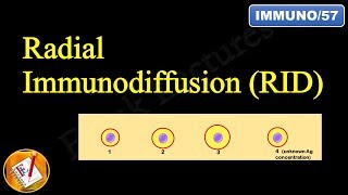 Radial Immunodiffusion Mancini Technique FLImmuno57 [upl. by Eirised573]