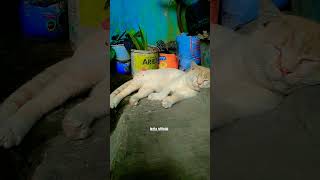 Funny moment gangguin kucing lg tidur hahaha cat [upl. by Rehpoitsirhc]