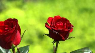 Phool Jaisi Muskaan Full Song HD  Taqdeerwala [upl. by Oiram]