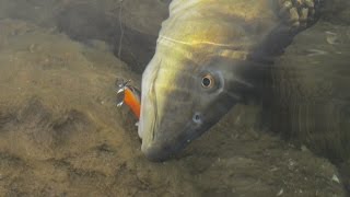 Fishing with DUO 42 Spybaiting In Another Dimension Japanese Quality vs Reluctant Barbel [upl. by Farrow]