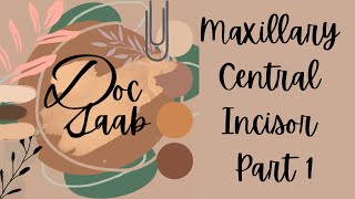 Maxillary Central Incisor  Part 1  Doc Saab [upl. by Idissac]