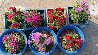 winter season care dianthus plant ll how to care winter season plant 👍🌵 [upl. by Rozalie]