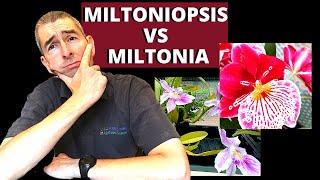 MILTONIA VS MILTONIOPSIS  WHATS THE DIFFERENCE [upl. by Aranat]