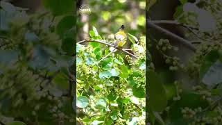 นกปรอดทองและนกปรอดเหลืองหัวจุกแย่งกันกินผลเม่าไข่ปลา birds nature birdsloverbulbul [upl. by Solokin]