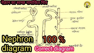 नेफ्रॉन का स्वच्छ नामांकित चित्र आसानी से बनाना सीखें [upl. by Ihteerp945]