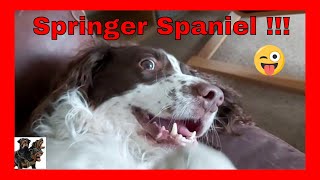 Springer Spaniel  Funny Boy [upl. by Lisbeth]