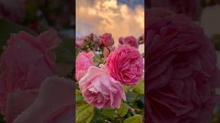 Roses bush🥀🌹beautiful flowers🥰 rose rosé rosè roseflower flower flowers beautiful nature [upl. by Eimor124]