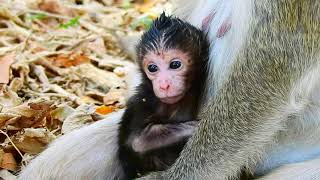 Tiny Baby Monkey Reveals Her Adorable Face A Heartwarming Moment Monkey Cambodia Daily [upl. by Slavic]